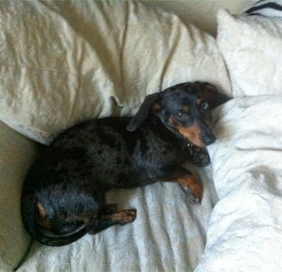 Oscar in his couch fort